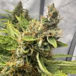 pineapple-express-auto-fem-barneys-farm.jpg