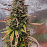 purple-punch-og-xl-auto-fem-sweet-seeds.jpg