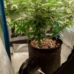 scout-cookies-auto-fem-Semyanich.jpg