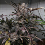 papaya-zoap-auto-fem-sweet-seeds.jpg