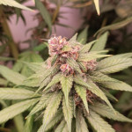 tropicana-cookies-ff-fem-fastbuds.jpg