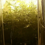 northern-lights-automatic-nirvana-seeds.jpg