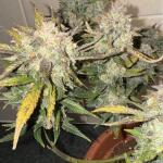 strawberry-pie-auto-fem-fastbuds.jpg