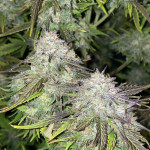 vanilla-latte-auto-fem-humboldt-seed-company.jpg
