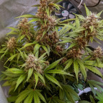 dark-devil-auto-sweet-seeds.jpg