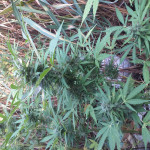 auto-california-kush-fem-00-seeds.jpg