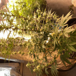 purple-punch-cookies-fem-original-sensible-seeds.jpg