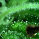 blue-kush-berry-paradise-seeds.jpg