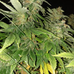 grandmommy-purple-fem-herbies-seeds.jpg