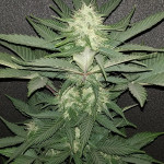 flash-babylon-auto-samsara-seeds.jpg