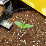 papaya-zoap-auto-fem-sweet-seeds.jpg