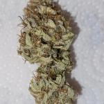 watermelon-zkittlez-auto-fem-barneys-farm.jpg