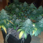 blue-mystic-nirvana-seeds.jpg