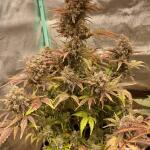 pineapple-express-auto-fem-barneys-farm.jpg
