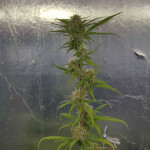 big-devil-xl-auto-sweet-seeds.jpg