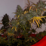 critical-kali-mist-fem-delicious-seeds.jpg