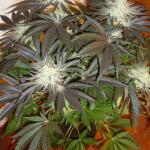 peyote-cookies-fem-barneys-farm.jpg