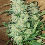 pound-cake-auto-fem-fastbuds.jpg