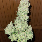 papaya-zoap-auto-fem-sweet-seeds.jpg