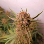 gorilla-cookies-auto-fem-fastbuds.jpg