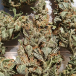 zkittlez-auto-fem-cali-buds-seeds.jpg