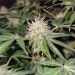 el-valle-haze-fem-compound-genetics.jpg