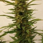 frostbanger-auto-fem-fastbuds.jpg