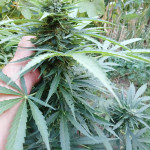auto-chocolate-skunk-fem-00-seeds.jpg