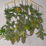 jungle-breath-fem-7ch-american.jpg