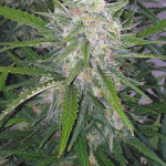 orange-sherbet-auto-fem-fastbuds.jpg