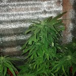 sour-p-resin-seeds.jpg