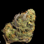 gg4-sherbet-ff-fem-fastbuds.jpg