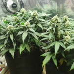 -speed-auto-fem-sweet-seeds.jpg