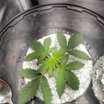auto-speed-bud-fem-female-seeds.jpg