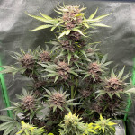 diablo-rojo-xl-auto-fem-sweet-seeds.jpg