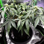 pink-rozay-auto-fem-7ch-american.jpg