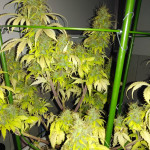 big-devil-auto-sweet-seeds.jpg