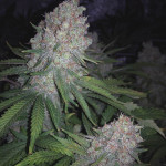 grandaddy-purple-fem-blimburn-seeds.jpg