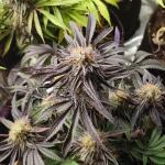 purple-lemonade-ff-fem-fastbuds.jpg