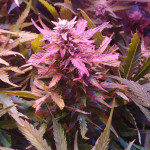 deep-purple-haze-auto-sumo-seeds.jpg