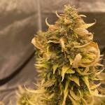 pineapple-express-auto-fem-barneys-farm.jpg