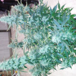 auto-northern-light-victory-seeds.jpg