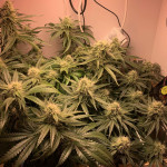 lilac-cookies-bx2-reg-ethos-genetics.jpg