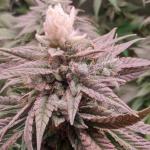 unknown-kush-desconocida-kush-fem-delicious-seeds.jpg