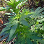 white-widow-fem-victory-seeds.jpg