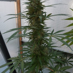 auto-new-york-city-fem-pyramid-seeds.jpg