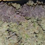 peyote-cookies-fem-barneys-farm.jpg