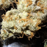 purple-punch-x-lemon-drizzle-fem-barneys-farm.jpg