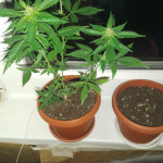 auto-super-hash-fem-pyramid-seeds.jpg
