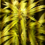 northern-lights-automatic-nirvana-seeds.jpg